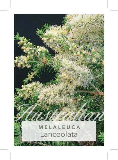 Picture of MELALEUCA LANCEOLATA                                                                                                                                  