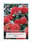 Picture of METROSIDEROS TAHITI                                                                                                                                   