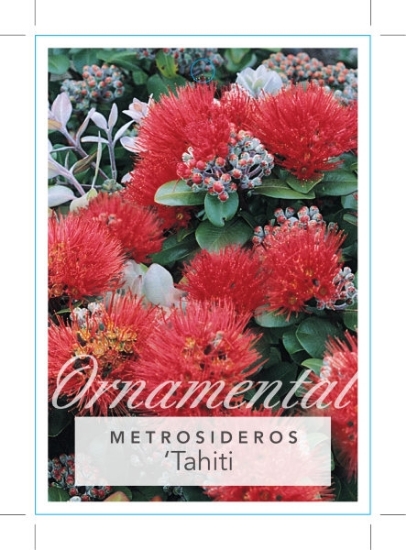 Picture of METROSIDEROS TAHITI                                                                                                                                   