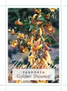 Picture of PANDOREA PANDORANA GOLDEN SHOWERS                                                                                                                     