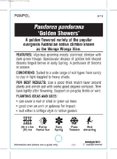 Picture of PANDOREA PANDORANA GOLDEN SHOWERS                                                                                                                     