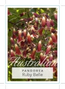 Picture of PANDOREA PANDORANA RUBY BELLE                                                                                                                         