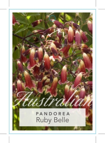 Picture of PANDOREA PANDORANA RUBY BELLE                                                                                                                         