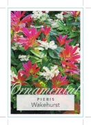 Picture of PIERIS FORMOSA VAR FORRESTII WAKEHURST                                                                                                                