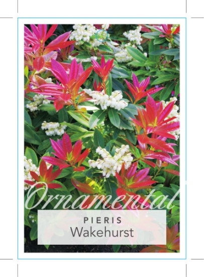 Picture of PIERIS FORMOSA VAR FORRESTII WAKEHURST                                                                                                                