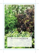 Picture of PITTOSPORUM MIXED PICTURE                                                                                                                             