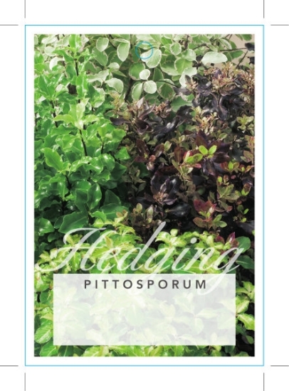 Picture of PITTOSPORUM MIXED PICTURE                                                                                                                             
