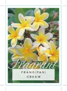 Picture of PLUMERIA CREAM FRANGIPANI                                                                                                                             