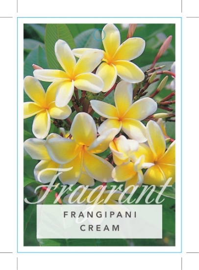 Picture of PLUMERIA CREAM FRANGIPANI                                                                                                                             