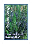 Picture of ROSMARINUS OFFICINALIS BENENDEN BLUE                                                                                                                  