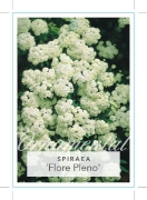 Picture of SPIRAEA CANTONIENSIS FLORE PLENO DOUBLE WHITE                                                                                                         