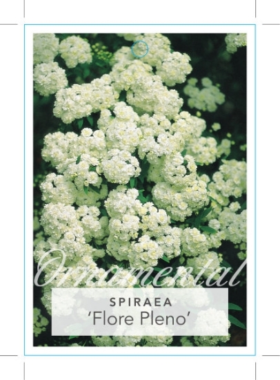 Picture of SPIRAEA CANTONIENSIS FLORE PLENO DOUBLE WHITE                                                                                                         
