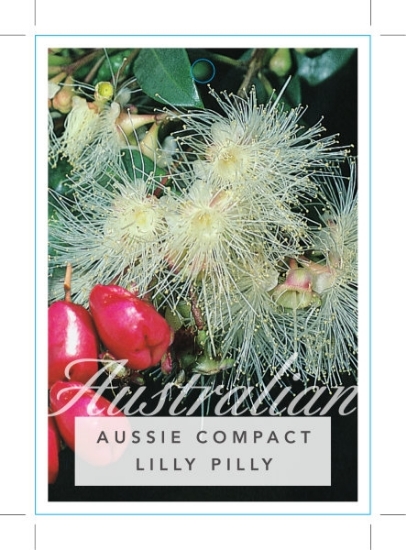 Picture of SYZYGIUM AUSTRALE AUSSIE COMPACT LILLY PILLY                                                                                                          