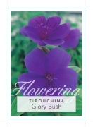 Picture of TIBOUCHINA URVILLEANA GLORY BUSH                                                                                                                      