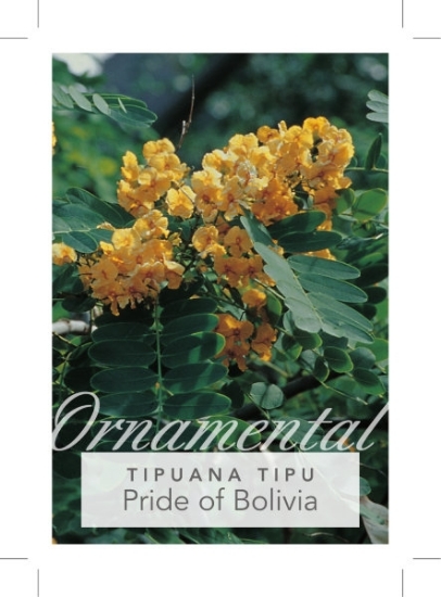 Picture of TIPUANA TIPU PRIDE OF BOLIVIA                                                                                                                         