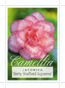 Picture of CAMELLIA BETTY SHEFFIELD SUPREME                                                                                                                      