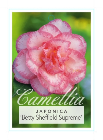 Picture of CAMELLIA BETTY SHEFFIELD SUPREME                                                                                                                      