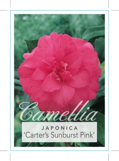Picture of CAMELLIA CARTERS SUNBURST PINK                                                                                                                        