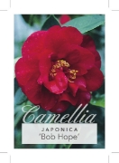 Picture of CAMELLIA BOB HOPE                                                                                                                                     