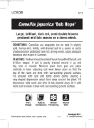 Picture of CAMELLIA BOB HOPE                                                                                                                                     