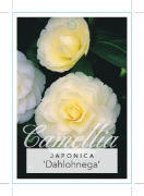 Picture of CAMELLIA DAHLOHNEGA                                                                                                                                   