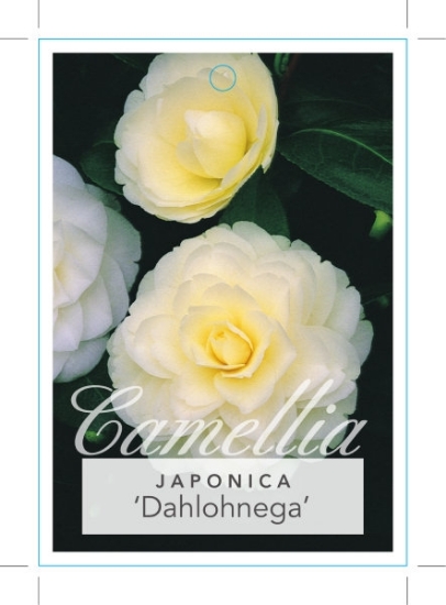 Picture of CAMELLIA DAHLOHNEGA                                                                                                                                   