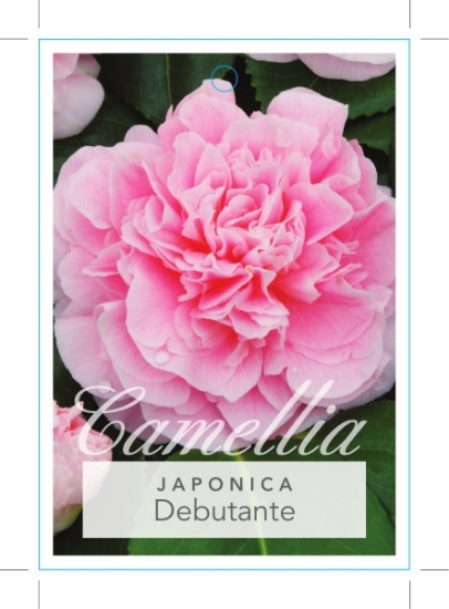 Picture of CAMELLIA DEBUTANTE                                                                                                                                    