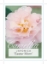 Picture of CAMELLIA EASTER MORN                                                                                                                                  