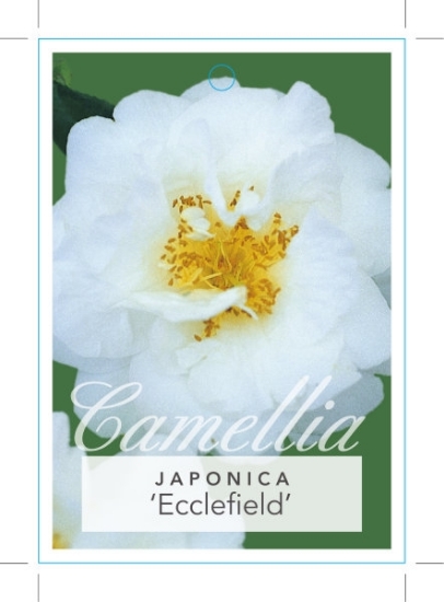 Picture of CAMELLIA ECCLEFIELD                                                                                                                                   