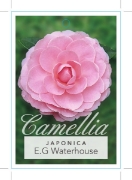 Picture of CAMELLIA E G WATERHOUSE                                                                                                                               