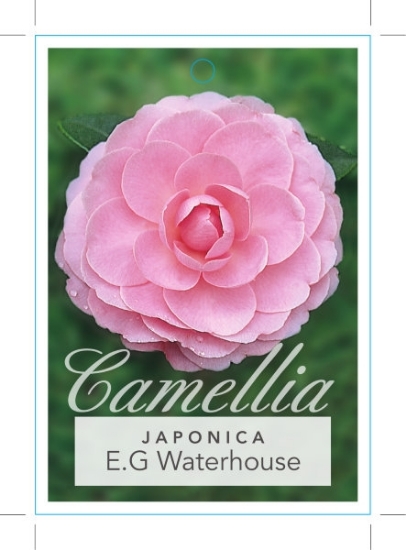 Picture of CAMELLIA E G WATERHOUSE                                                                                                                               