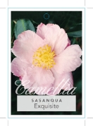 Picture of CAMELLIA EXQUISITE                                                                                                                                    