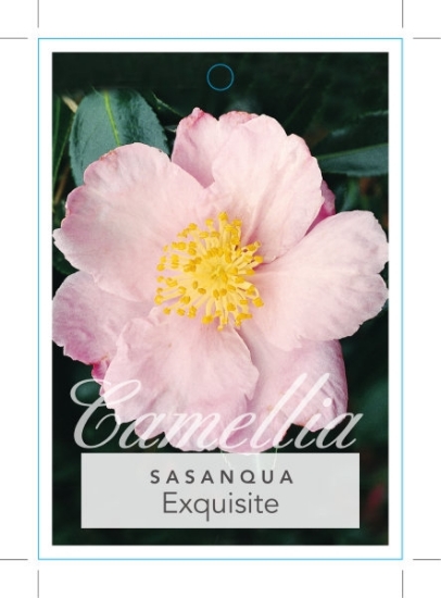 Picture of CAMELLIA EXQUISITE                                                                                                                                    