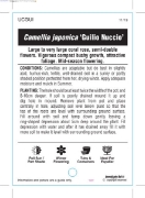 Picture of CAMELLIA GUILIO NUCCIO                                                                                                                                