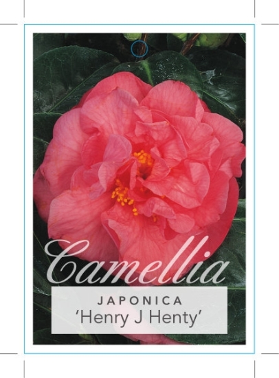 Picture of CAMELLIA HENRY J HENTY                                                                                                                                