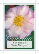 Picture of CAMELLIA JANE MORGAN                                                                                                                                  