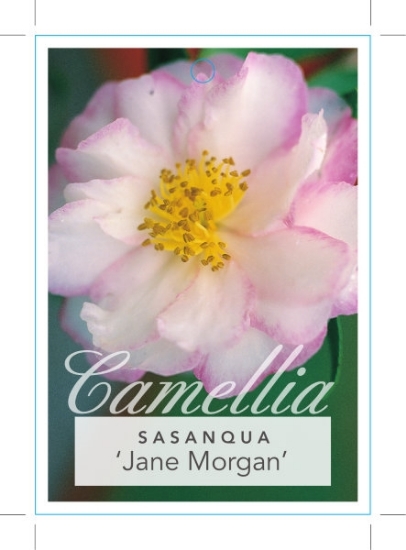 Picture of CAMELLIA JANE MORGAN                                                                                                                                  