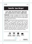 Picture of CAMELLIA JANE MORGAN                                                                                                                                  