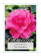 Picture of CAMELLIA KUMASAKA                                                                                                                                     