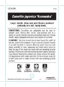 Picture of CAMELLIA KUMASAKA                                                                                                                                     