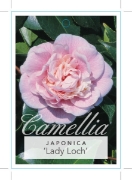 Picture of CAMELLIA LADY LOCH                                                                                                                                    