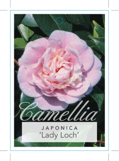 Picture of CAMELLIA LADY LOCH                                                                                                                                    