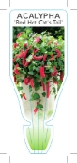 Picture of ACALYPHA HISPIDA RED HOT CATS TAIL                                                                                                                    