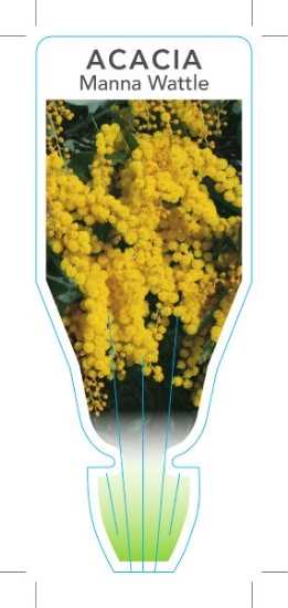 Picture of ACACIA MICROBOTRYA MANNA WATTLE                                                                                                                       