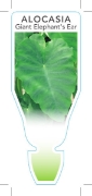 Picture of HOUSEPLANT ALOCASIA MACRORRHIZA GIANT ELEPHANTS EAR                                                                                                   