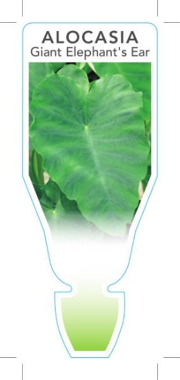 Picture of HOUSEPLANT ALOCASIA MACRORRHIZA GIANT ELEPHANTS EAR                                                                                                   
