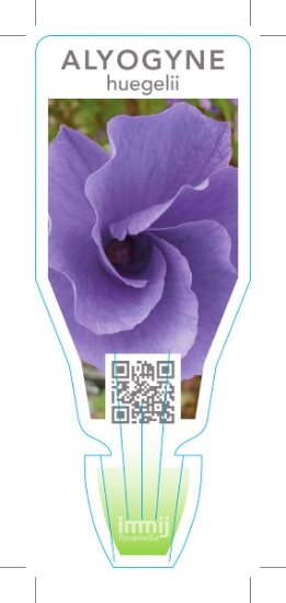 Picture of ALYOGYNE HEUGELII AUSTRALIAN HIBISCUS                                                                                                                 