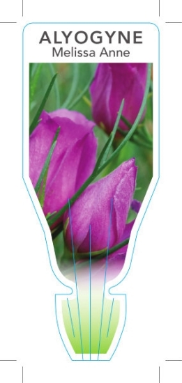 Picture of ALYOGYNE HAKEIFOLIA MELISSA ANNE                                                                                                                      