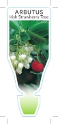 Picture of ARBUTUS UNEDO IRISH STRAWBERRY TREE                                                                                                                   