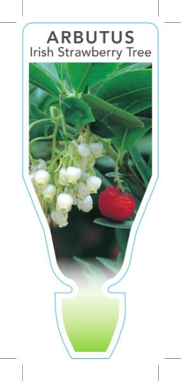 Picture of ARBUTUS UNEDO IRISH STRAWBERRY TREE                                                                                                                   